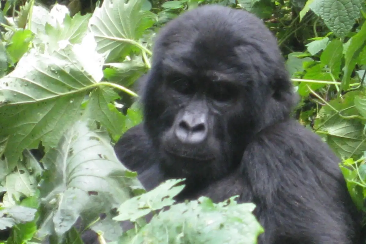  3 Days Gorilla trekking via Kigali.